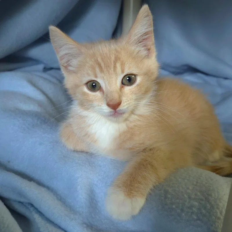 A baby small-sized male Buff / Tan / Fawn Domestic Short Hair cat named Carlo for adoption in Jessup, MD