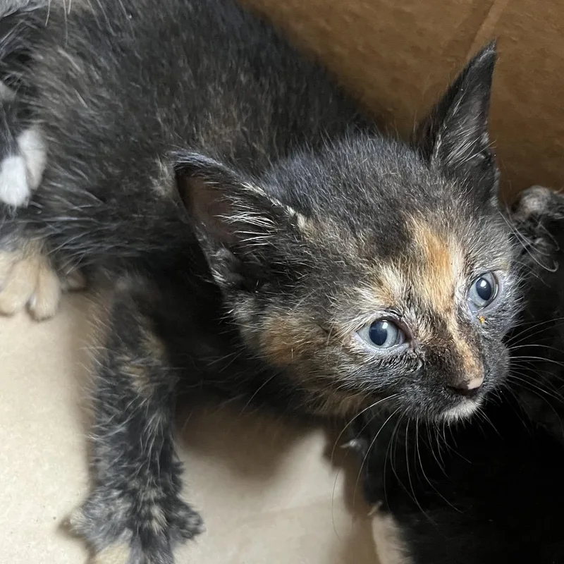 A baby small-sized female Black Domestic Short Hair cat named Honey Hickory for adoption in Lufkin, TX