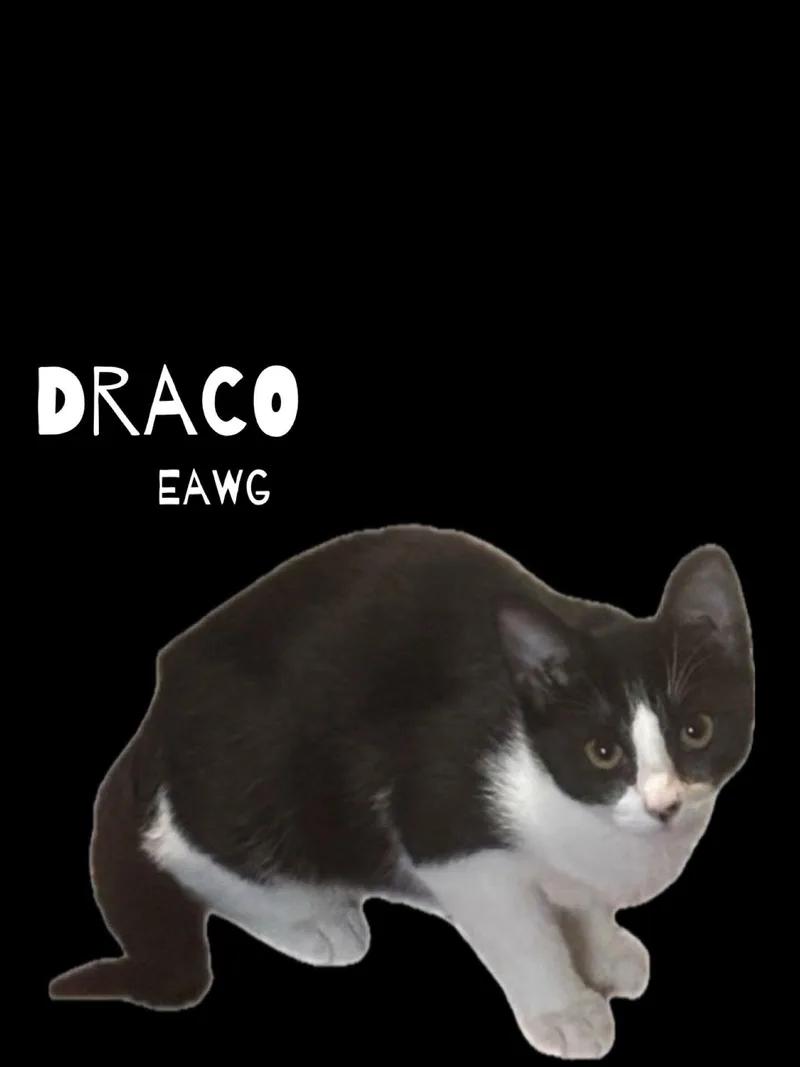 Draco