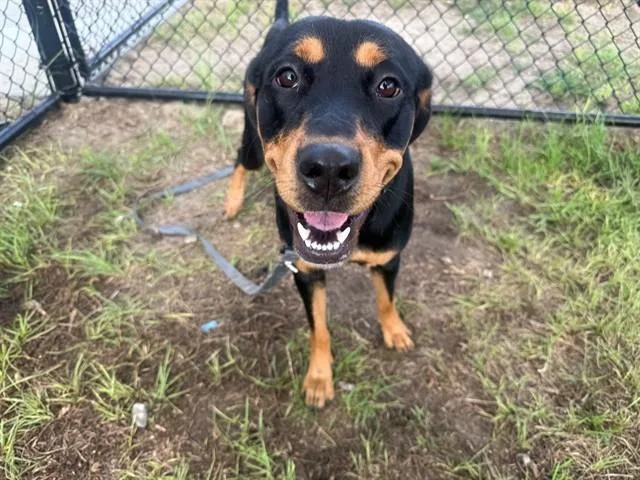 A young large-sized female Rottweiler dog named Marley for adoption in Ocala, FL