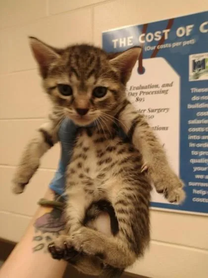 A baby small-sized female Domestic Short Hair cat named Azalea for adoption in Palm Coast, FL
