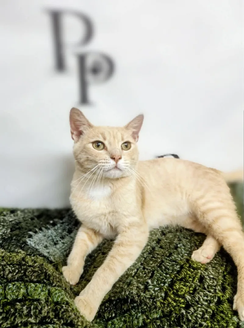 An adult medium-sized male Buff / Tan / Fawn Domestic Short Hair cat named Wonka for adoption in Social Circle, GA
