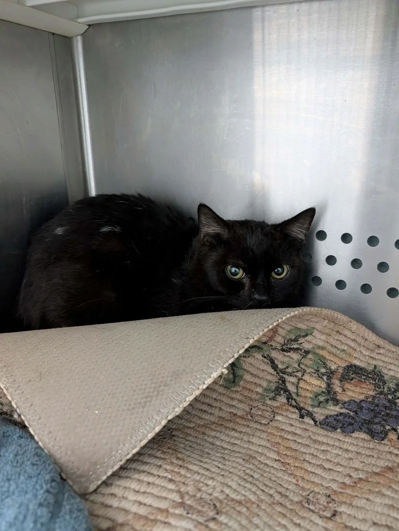 A young medium-sized male Black Domestic Short Hair cat named Fester:  Visit At for adoption in Rustburg, VA