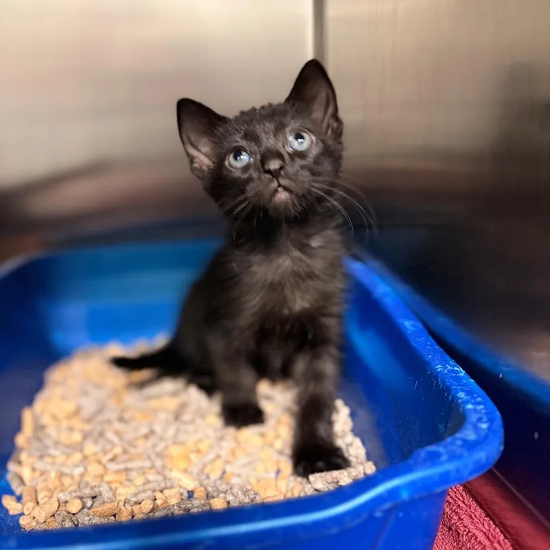 A baby small-sized female Domestic Short Hair cat named Floral for adoption in Spokane, WA