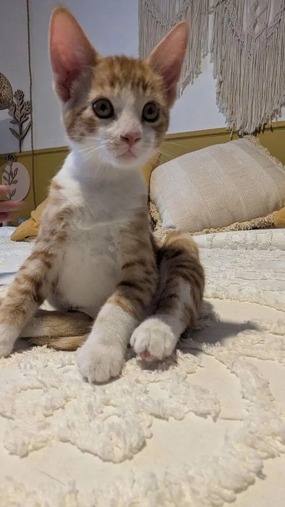 A baby small-sized male Orange & White Domestic Short Hair cat named Max for adoption in Bellevue, NE