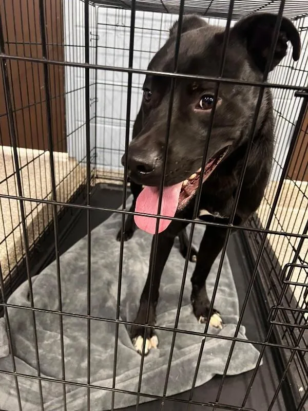A young large-sized male Black Labrador Retriever dog named Roper for adoption in Georgetown, OH
