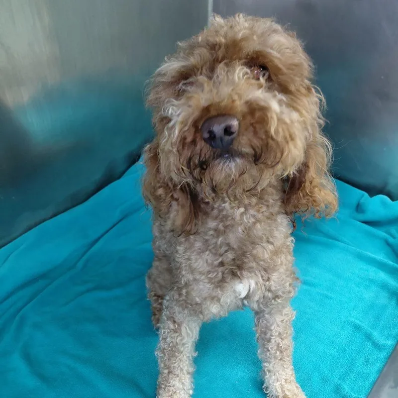 Bentley thumbnail 2