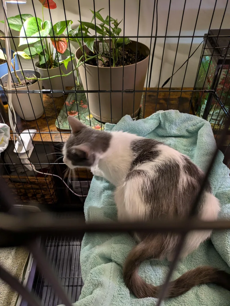 A baby small-sized female White American Shorthair cat named Mama Dottie for adoption in North Chesterfield, VA