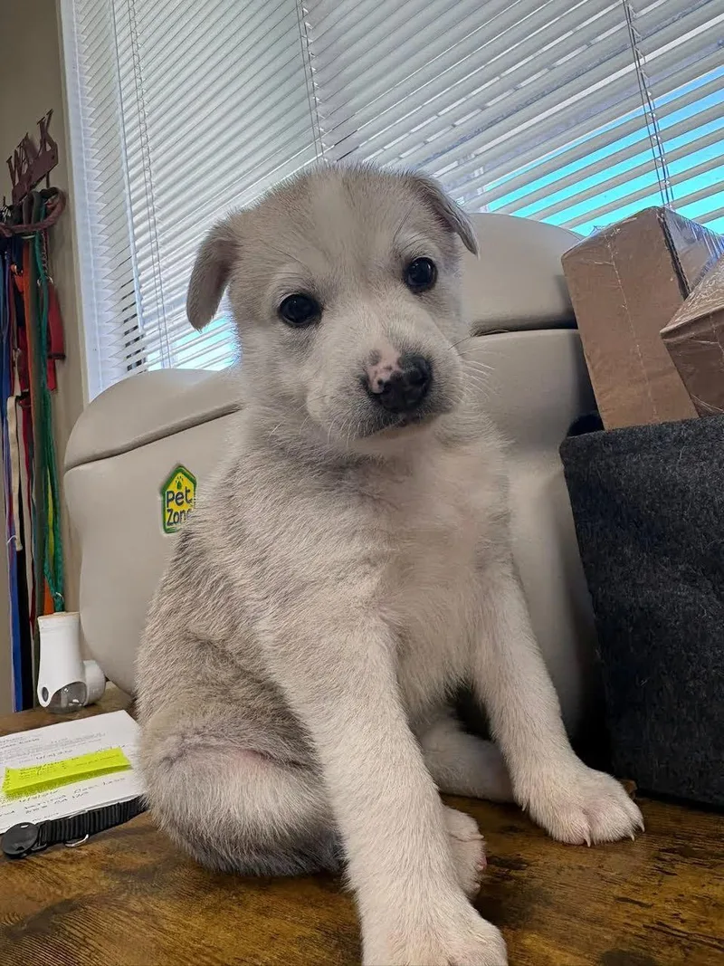 A baby small-sized male Gray / Blue / Silver Husky dog named Pretzel for adoption in Oakdale, CA
