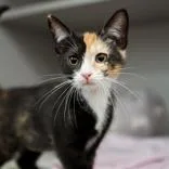 A baby small-sized female Black Domestic Short Hair cat named Gracie for adoption in Atlanta, GA