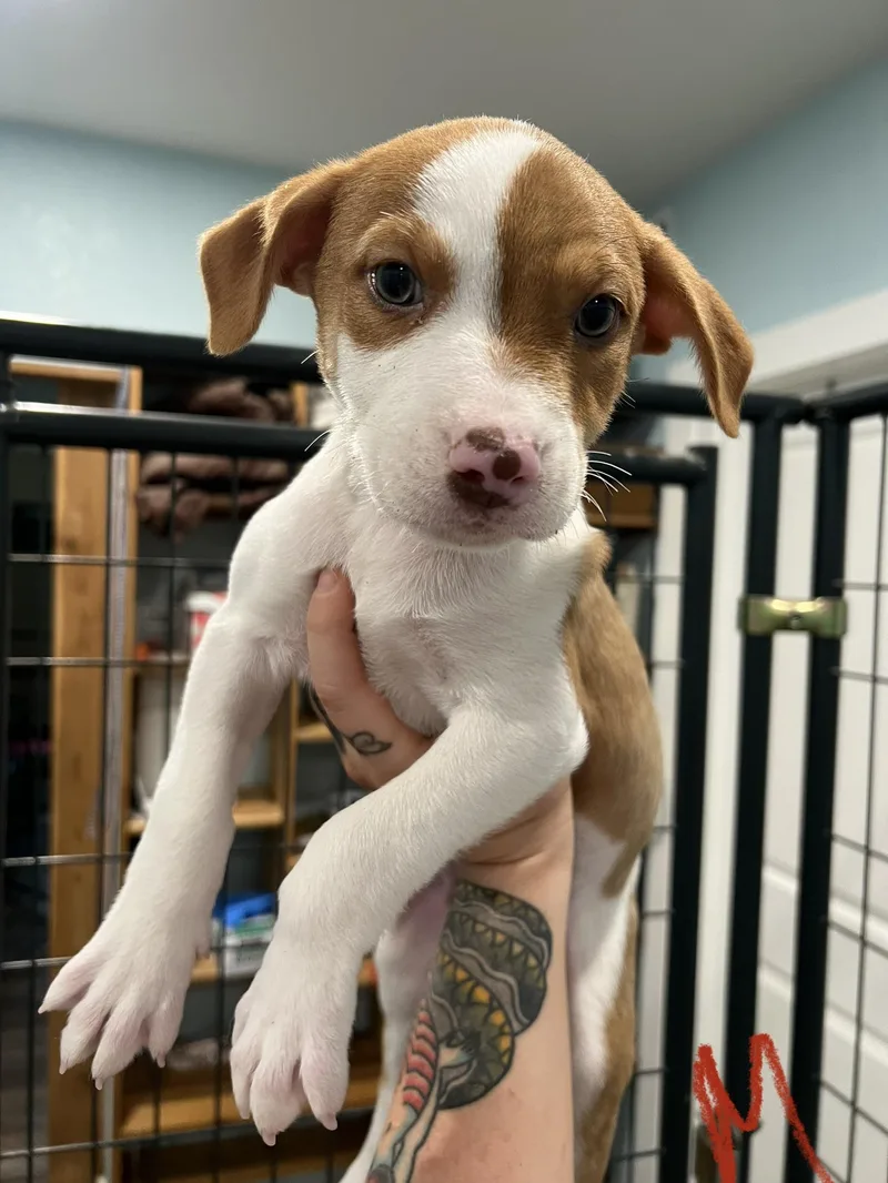 A baby medium-sized male Apricot / Beige Hound dog named Swiss for adoption in San Antonio, TX