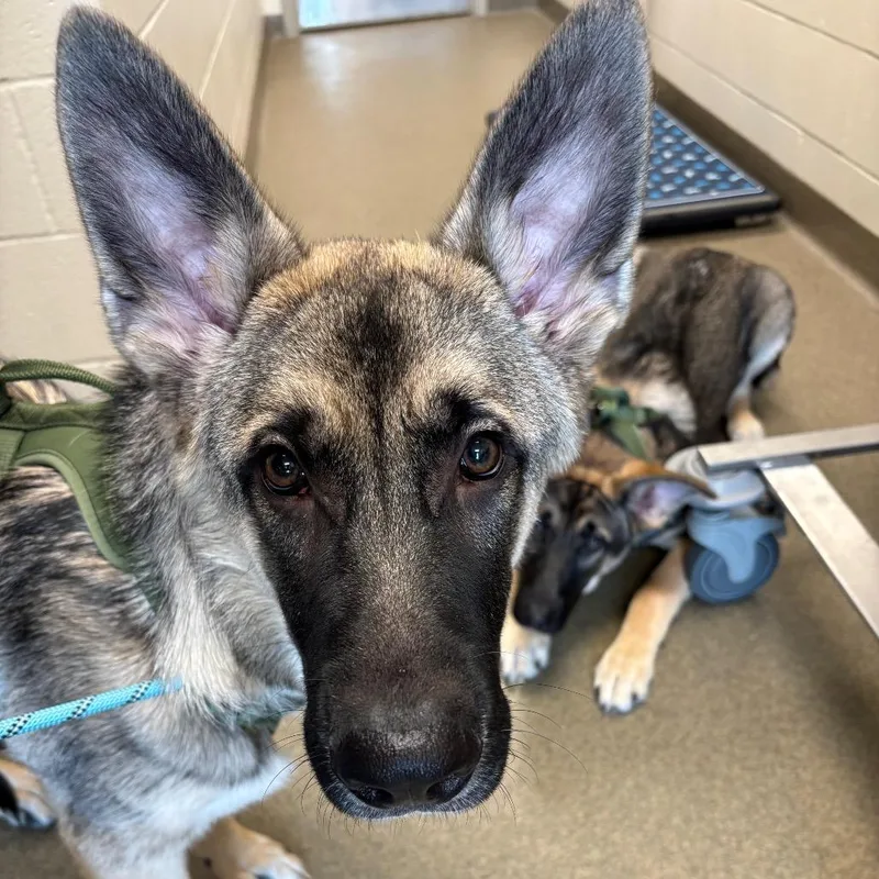A young large-sized male Brown / Chocolate German Shepherd Dog named Couper for adoption in Council Bluffs, IA