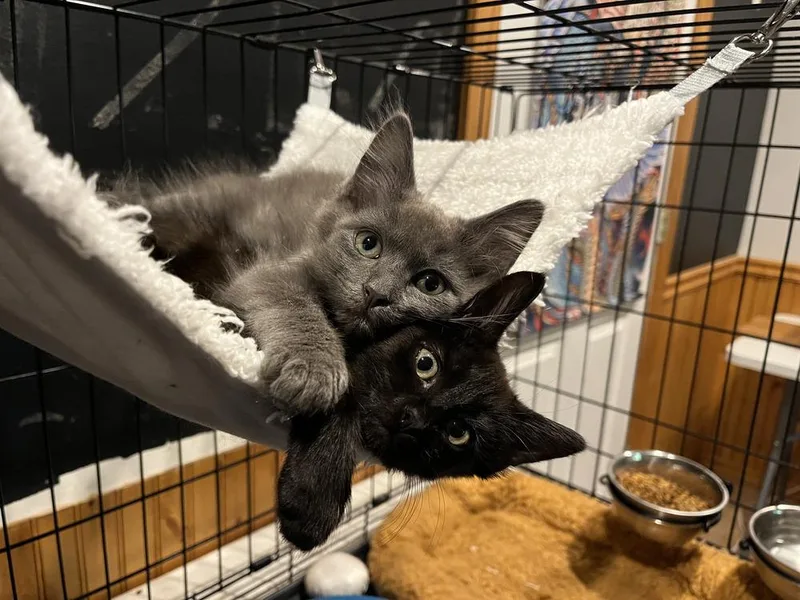 A baby medium-sized male Black Domestic Medium Hair cat named Morel for adoption in Emerald Isle, NC