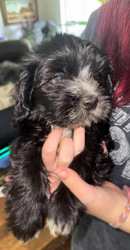 A baby small-sized male Tricolor (Brown, Black, & White) Cockapoo dog named August for adoption in Syracuse, NY