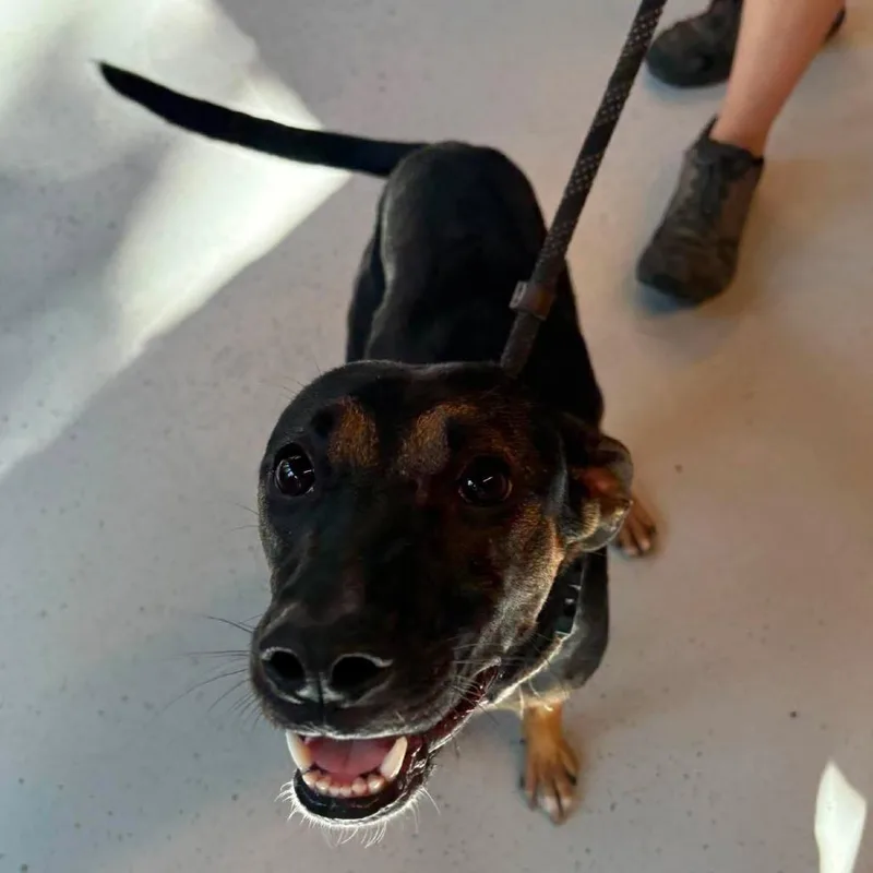 An adult small-sized female Black Mixed Breed dog named Pupperoni Stray Hold for adoption in Huntington, WV