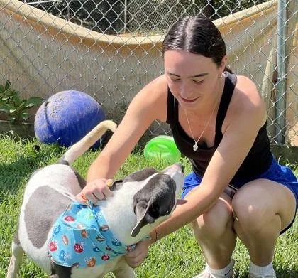 An adult large-sized male Mixed Breed dog named Draco $ for adoption in Seneca, SC