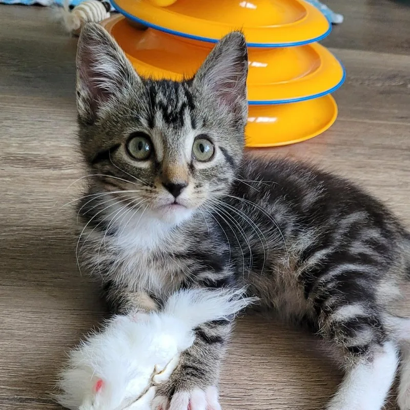 A baby small-sized female Brown / Chocolate Domestic Short Hair cat named Stevie for adoption in West Palm Beach, FL