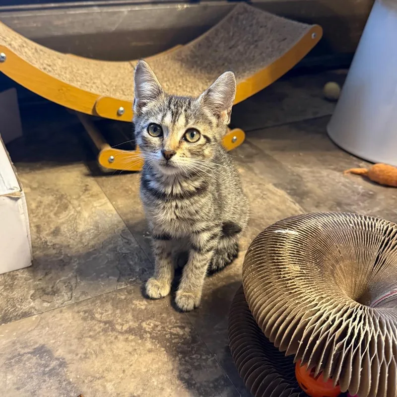 A young small-sized female Brown / Chocolate Domestic Short Hair cat named Alexia for adoption in Ringtown, PA