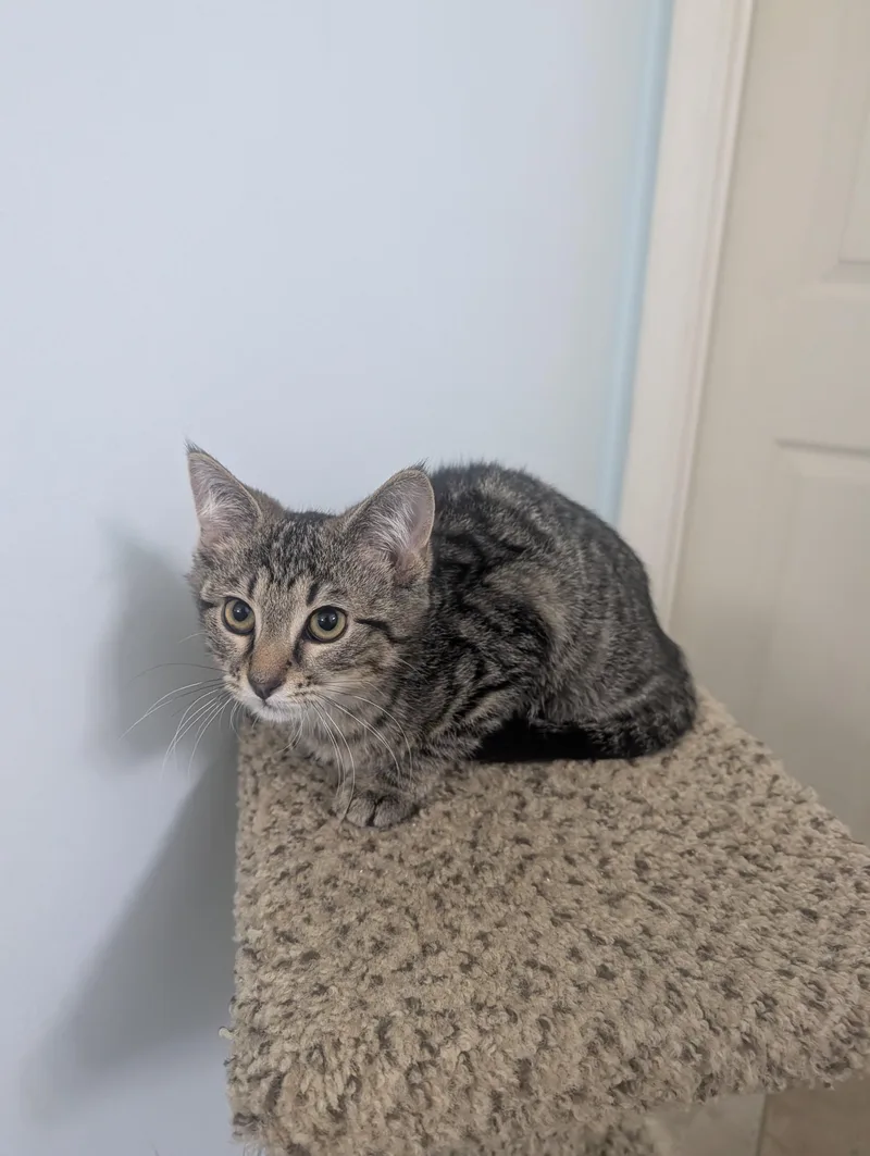 A baby medium-sized female Tabby (Brown / Chocolate) Tabby cat named Pistol  Female Mechanicsville for adoption in Richmond, VA