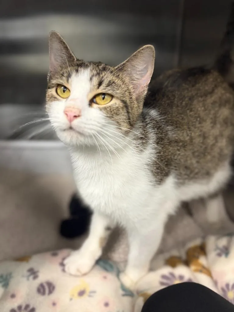 An adult medium-sized female Domestic Short Hair cat named Cass for adoption in Portland, IN