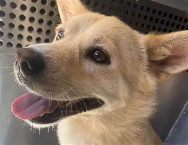 A young large-sized male American Eskimo Dog dog named Ural for adoption in Phoenix, AZ