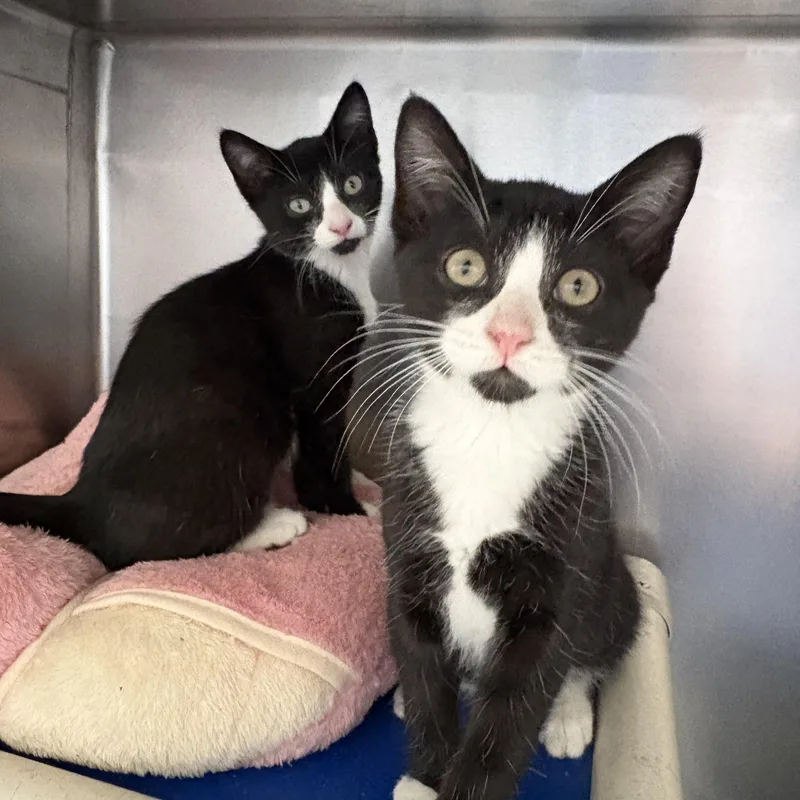 A baby medium-sized female Black & White / Tuxedo Domestic Short Hair cat named Rose and Zinnia for adoption in Wantagh, NY
