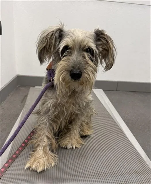 An adult small-sized male Schnauzer dog named Mustachio for adoption in Mesa, AZ