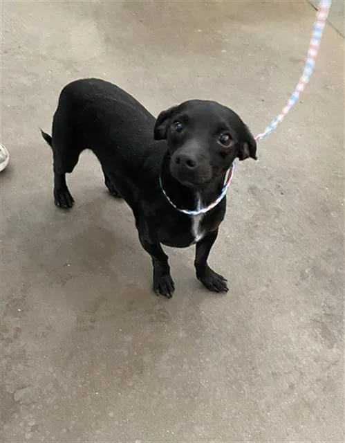 An adult medium-sized male Mixed Breed dog named Midnight for adoption in Dallas, TX