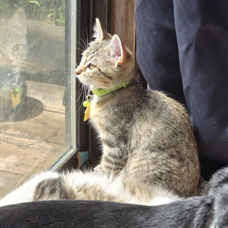 A baby medium-sized female Domestic Short Hair cat named Montana for adoption in Portland, OR