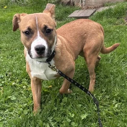 An adult medium-sized male Brown / Chocolate Mixed Breed dog named Hansel for adoption in Lansing, MI