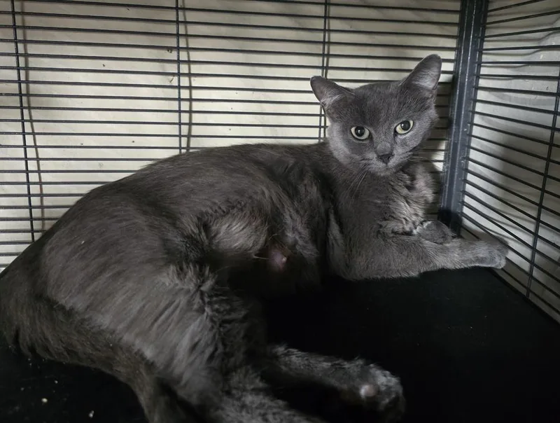 An adult medium-sized female Domestic Short Hair cat named Gracie for adoption in Dickson, TN