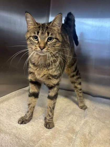 An adult large-sized female Domestic Short Hair cat named Stewie for adoption in Lafayette, IN