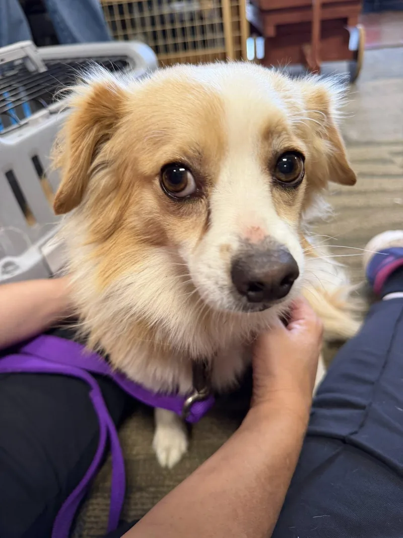 An adult small-sized male Apricot / Beige Papillon dog named Sammy for adoption in Broken Arrow, OK