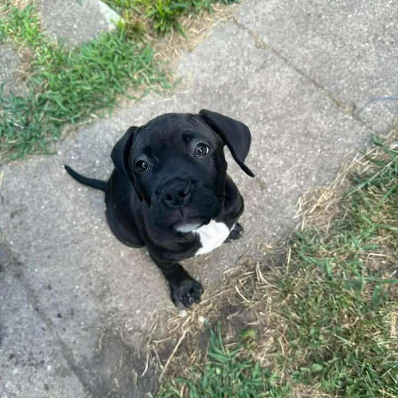 A baby medium-sized female Black Mixed Breed dog named Gamma for adoption in Pontiac, IL