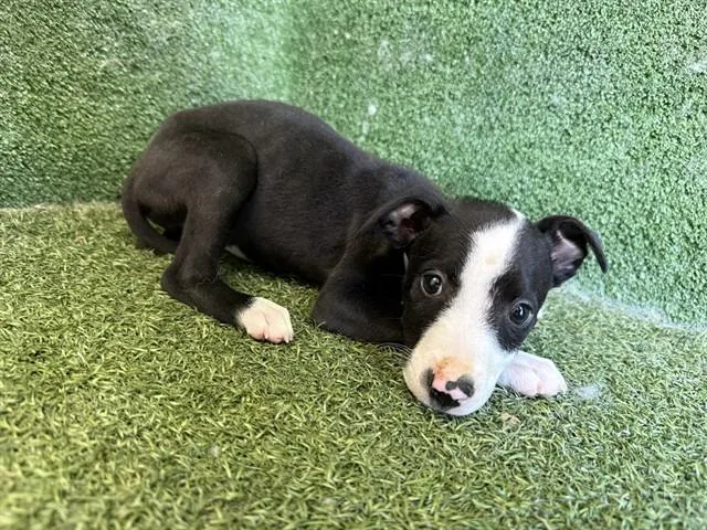 A baby small-sized female Labrador Retriever dog named Lolly for adoption in Lancaster, CA