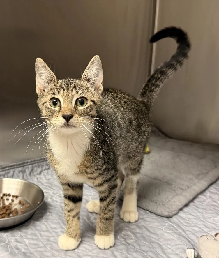 A baby small-sized male Domestic Short Hair cat named Denver for adoption in Fort Lauderdale, FL
