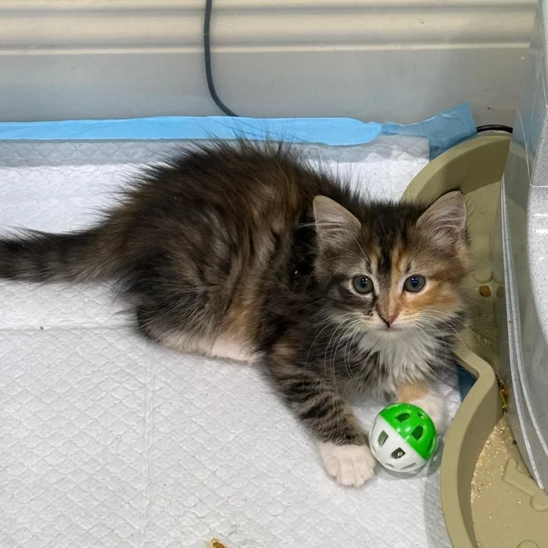 A baby small-sized female Torbie Domestic Medium Hair cat named Casserole for adoption in Westminster, CA