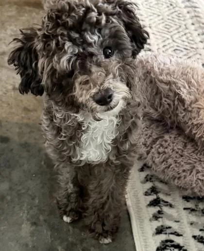 Marley