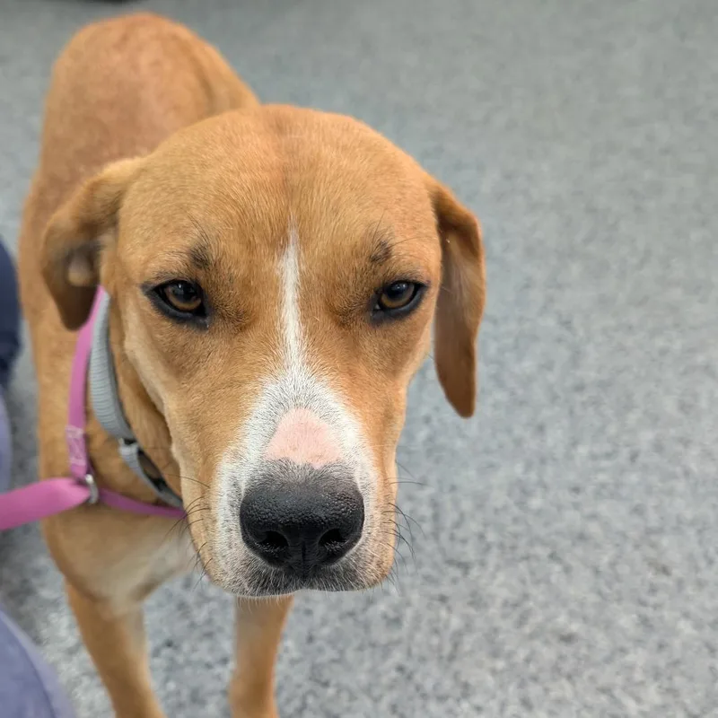 An adult medium-sized female Yellow / Tan / Blond / Fawn Mixed Breed dog named Stella for adoption in DeKalb, IL