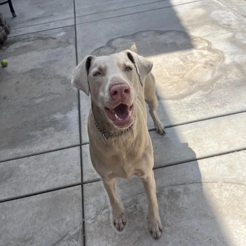 An adult large-sized male White / Cream Doberman Pinscher dog named Maverick for adoption in Westminster, CA