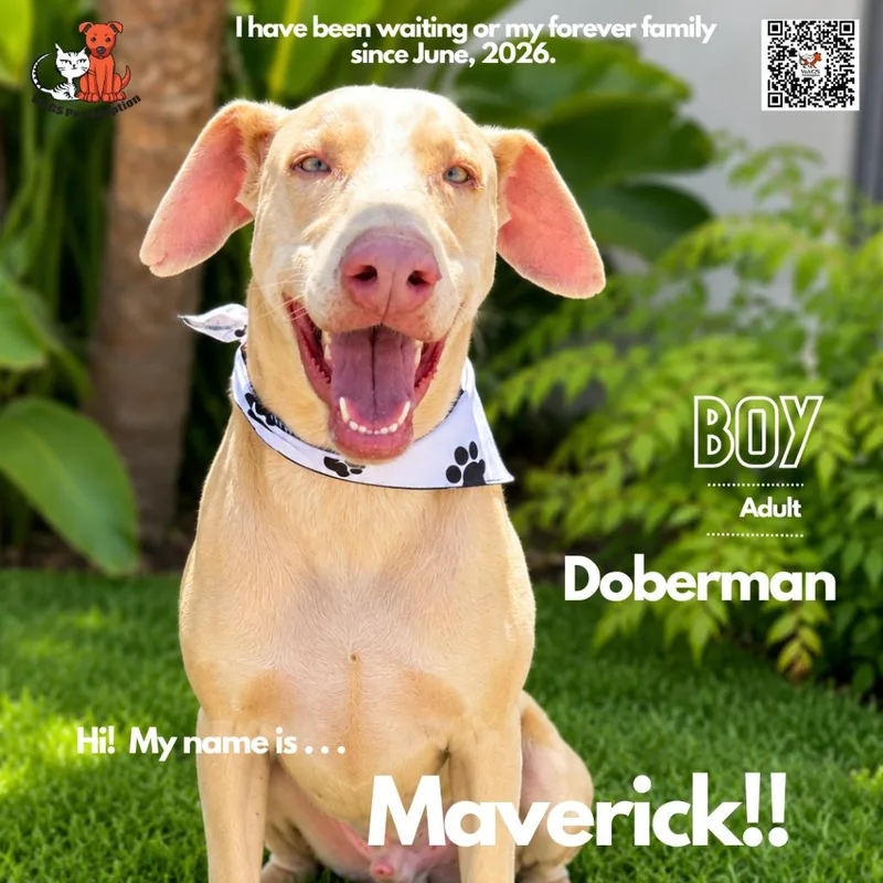 Maverick thumbnail 2