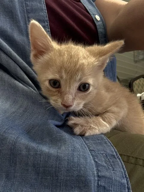 A baby small-sized female Domestic Short Hair cat named A for adoption in Pasadena, TX
