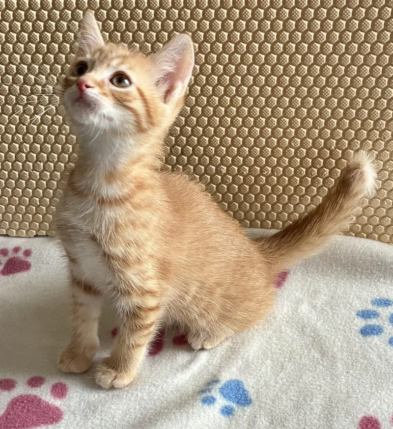 A baby small-sized male Orange / Red Domestic Short Hair cat named Marigold for adoption in Lexington, SC