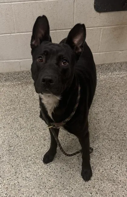 An adult large-sized male Black Mixed Breed dog named Zephyr for adoption in Kansas City, MO