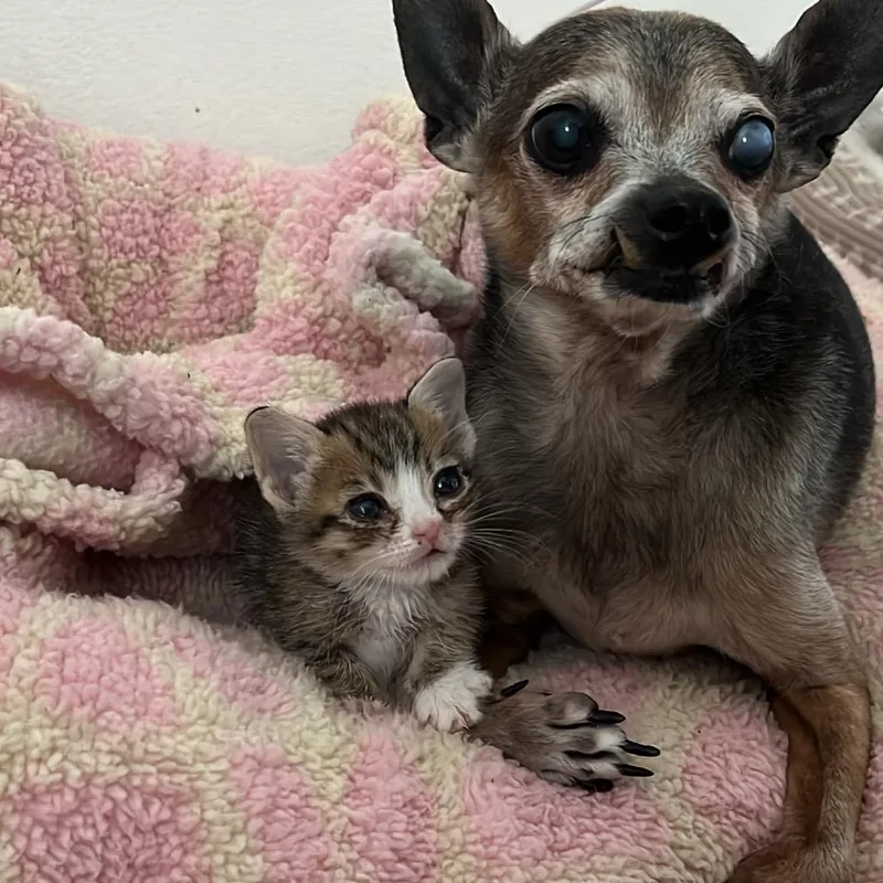 A baby small-sized female Brown / Chocolate Domestic Short Hair cat named Carmelita for adoption in Boerne, TX