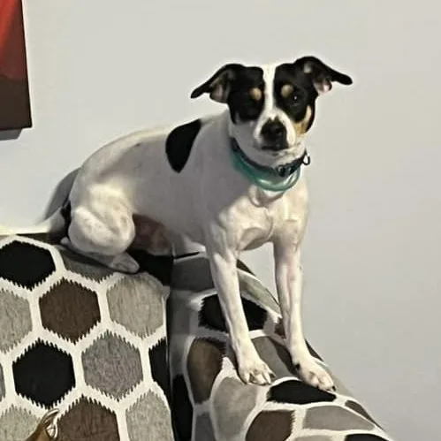 An adult small-sized male Jack Russell Terrier dog named Rocky Cannoli for adoption in Racine, WI