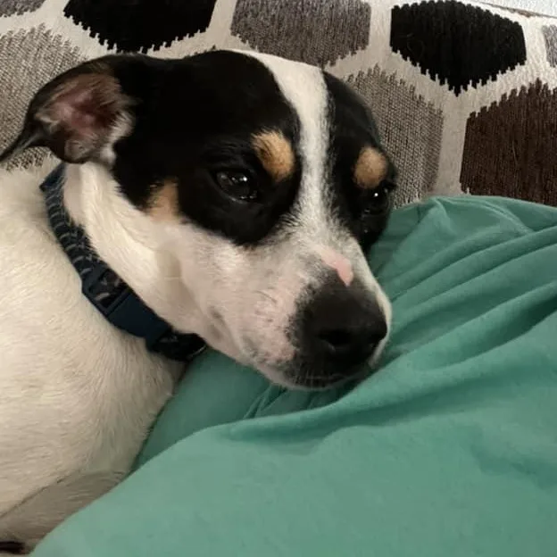 Rocky Cannoli thumbnail 2