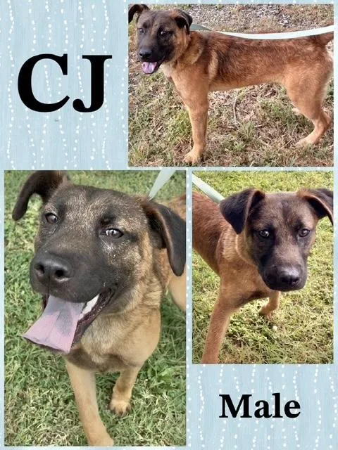 A baby medium-sized male German Shepherd Dog dog named Cj for adoption in Manchester, CT