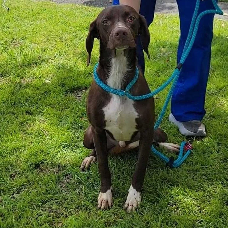 A young medium-sized male Brown / Chocolate German Shorthaired Pointer dog named John for adoption in Buffalo, MN