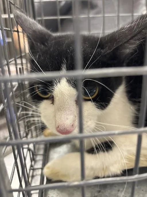 An adult medium-sized male Domestic Short Hair cat named Jason for adoption in Las Vegas, NV